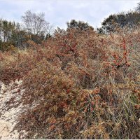 Заросли облепихи на берегу моря. :: Валерия Комова