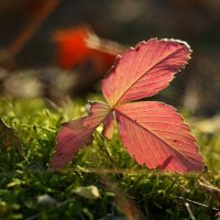 Этюды осени ушедшей... :: Андрей Заломленков