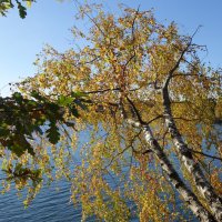 Побережье лесного озера :: Рита Симонова