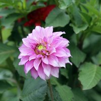 Георгин :: ZNatasha - Георгин :: ZNatasha -