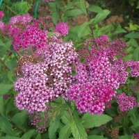 Спирея :: Freddy 97