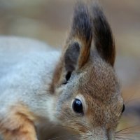 Пас :: Александр Кондаков