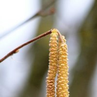 Сережка. :: Сергей Рожков