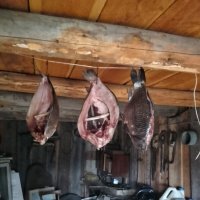 Карась :: Лека 