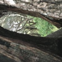 Оливковая роща :: Ольга Савельева 