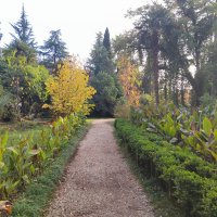 Абхазия, Ботанический  сад,  дорожка. 31.10.2025. Автор Саша :: Фотогруппа Весна