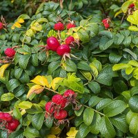 Шиповник в октябре :: Светлана Ищенко