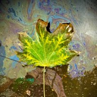 Осенний лист :: mvictoriya 