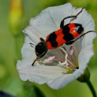 ** :: Николай Саржанов