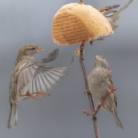 из жизни воробьев . :: юрий макаров