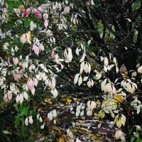 Октябрьский этюд :: Рита Симонова Октябрьский этюд :: Рита Симонова