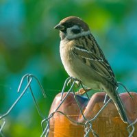 *** :: Андрей Андрианов