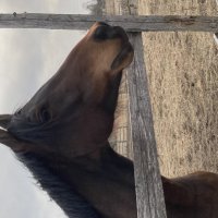 Конь :: Ольга Савельева 