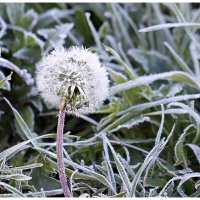 Заморозки :: ZNatasha -