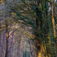В лесу :: Георгий А В лесу :: Георгий А