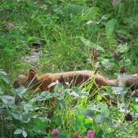 ............. :: Елена Шаламова