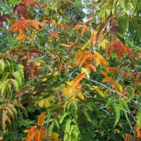 ............ :: Елена Шаламова