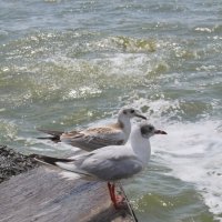 Чайки :: Оксана Новик 