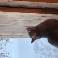 Васька :: Ольга Савельева 