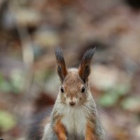 Ожидание... :: Александр Кондаков