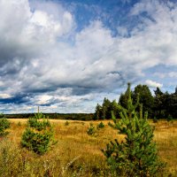 поле,Бокситогорск :: Laryan1 