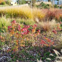 Осеннее разнотравие! :: Надежда