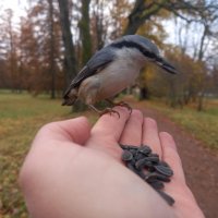 Поползень :: Сапсан 