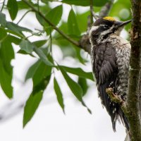 Трехпалый дятел :: Виктория 