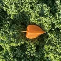 В капусте)) :: Ольга Савельева 