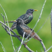 Скворцы :: Георгий Кулаковский