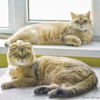 Золотая парочка :: Светлана Ищенко