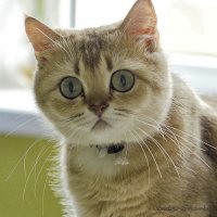 Золотая половинка :: Светлана Ищенко