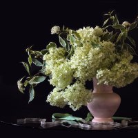 Гортензия :: Olenka Гортензия :: Olenka