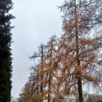 Осень :: Сапсан Осень :: Сапсан