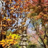 Краснодар. Парк Галицкого . Японский сад :: Galina 