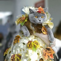 Киска "Осень" :: Светлана Ищенко