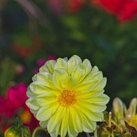 Георгина :: Giant Tao /