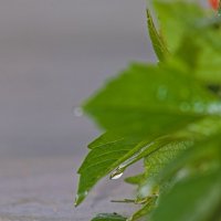 Капля воды :: Giant Tao /