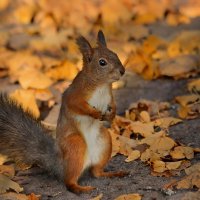 А где орешки? :: Татьяна Бравая