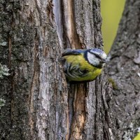 из жизни синиц-лазоревка :: юрий макаров из жизни синиц-лазоревка :: юрий макаров