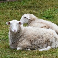 Московская область. Серпухов. Ферма «Русский страус». :: Наташа *****