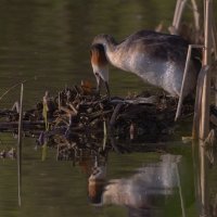 Чомга на гнезде :: Александр Шмидт Чомга на гнезде :: Александр Шмидт