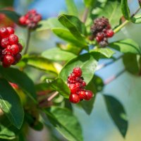 ___ :: Yuriy V ___ :: Yuriy V