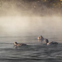 *** :: Игорь Протасов