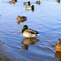 У берега ) :: Татьяна Лютаева У берега ) :: Татьяна Лютаева