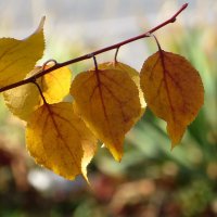 Пахнет день уютным листопадом :: Татьяна Смоляниченко