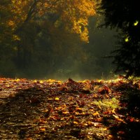 Утро в лесу :: Юрий. Шмаков