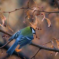 Чем еще поживиться? :: Наталья Димова