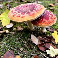 В одно окно смотрели двое... Один увидел дождь и грязь, Другой - листвы зеленой вязь, :: "The Natural World" Александер В одно окно смотрели двое... Один увидел дождь и грязь, Другой - листвы зеленой вязь, :: "The Natural World" Александер