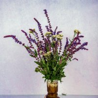 Полевые цветы :: Светлана Ищенко